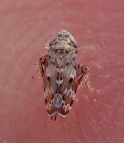 Sardius argus